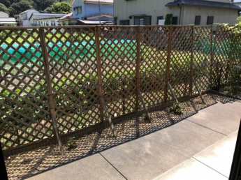 庭