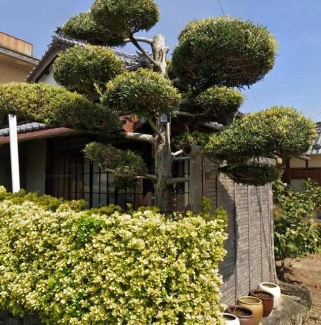 松山市鷹子町の売地の画像