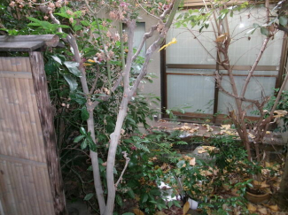 松山市歩行町１丁目の中古一戸建ての画像