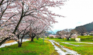ふれあい桜公園まで1600m