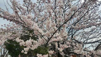 彦根市本町１丁目の店舗事務所の画像