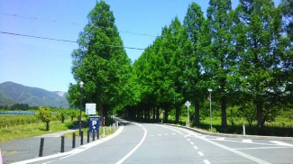 メタセコイア並木道まで1800m