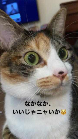 御案内したいと申しておりますが御迷惑をおかけしてしまうので丁