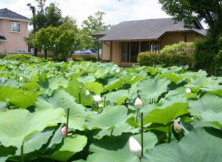 近江妙蓮公園　車で約５分まで2314m