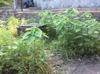 長崎県佐世保市金比良町の売地の画像