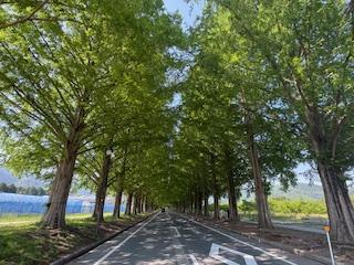 メタセコイア並木