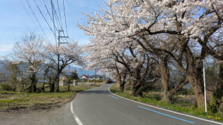 敷地前さくら並木