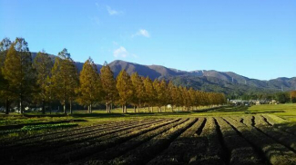 知内川沿いのメタセコイア並木まで4100m