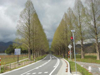 新緑のマキノメタセコイヤ並木