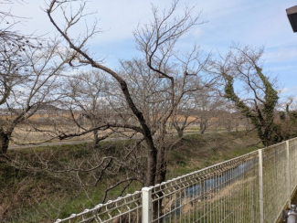 お部屋から桜並木を見られます。