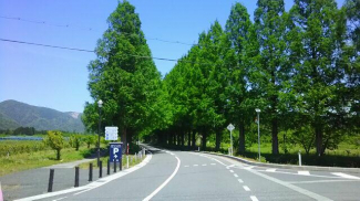 メタセコイア並木道まで5300m