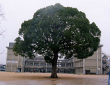 氷丘小学校