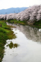 真野川の桜