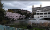 夙川河川敷緑地