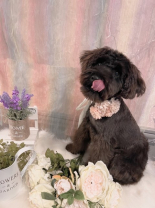 ウルス　　の画像